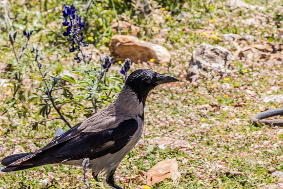 Crow Prowling Amongst the Lupins 220328-9