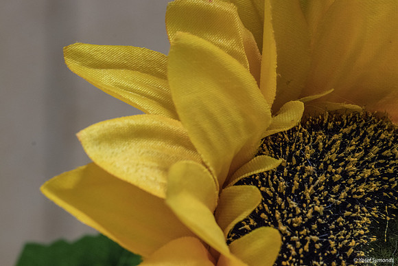 Sunflower Close 190908-2