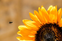 Sunflowers Always Smile