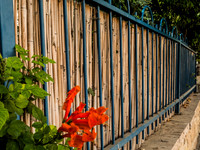 Secretive Fence 250817-1