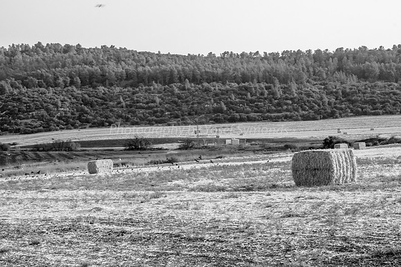 Haystacks and Birds in Field 170721-1