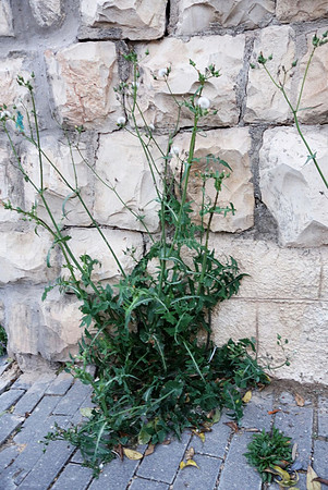 Life Through Cracks