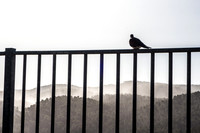 Sitting on the Fence 250511-2