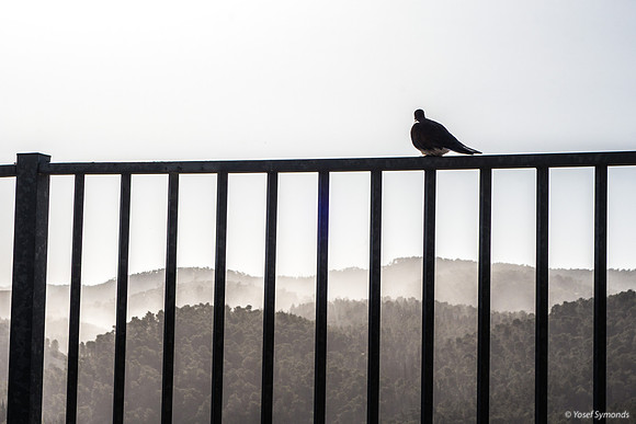 Sitting on the Fence 250511-2