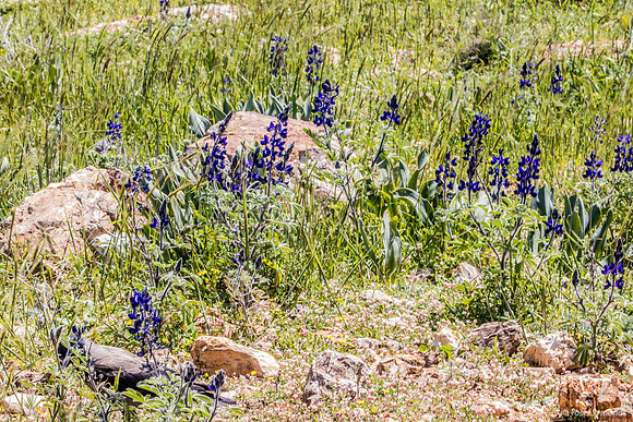 Crow Hiding Amongst the Lupins 220328-5