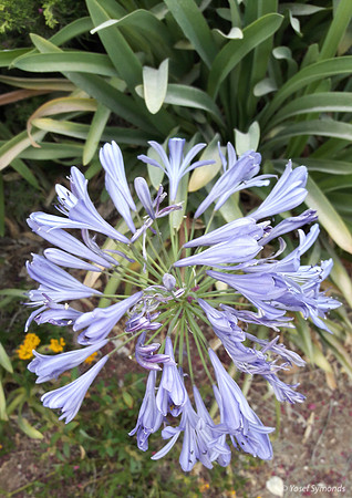 Purple-Blue Trumpet Flower 170711-3