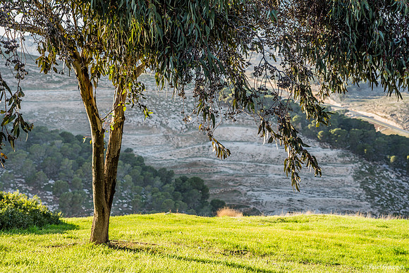 Eucalyptus Tree with East Jerusalem Hills in Background 23011-1