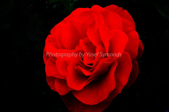 Red Rose 1604-3