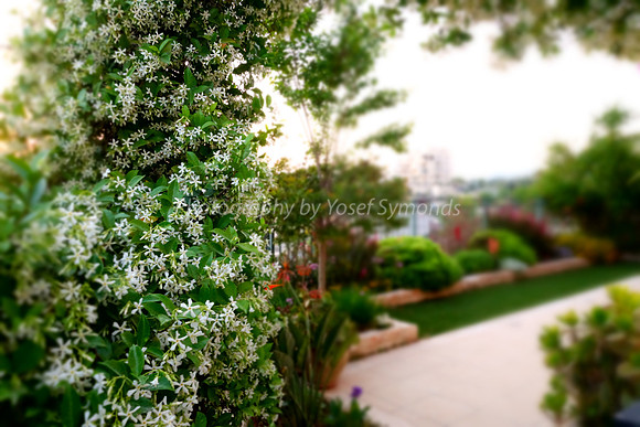 Floral Blur 2