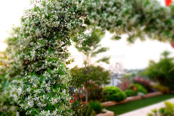 Floral Blur 1