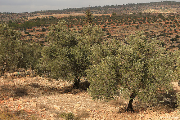 Olive Tree Field at Givat Menachem 131204-1