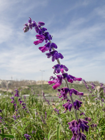Penstemon - Beard Tongue 1