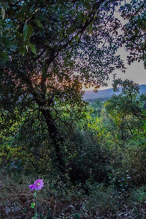 Through the Enchanted Foliage 26