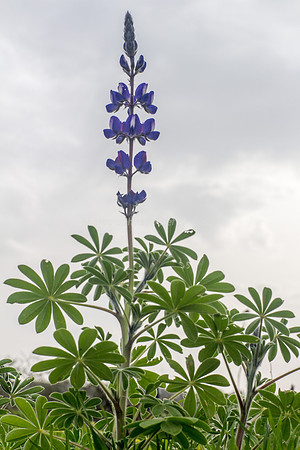 Lupin 180208-2