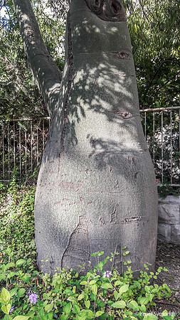 Kurrajong Bottle Tree