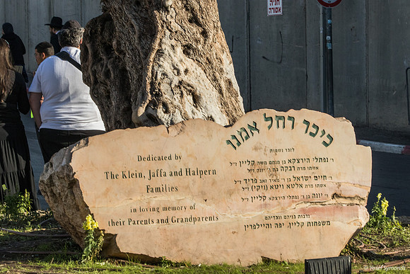 The Olive Tree and Dedication 221107-5