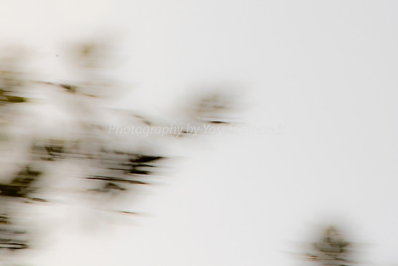 Tree On Mount Abstract 190313-1