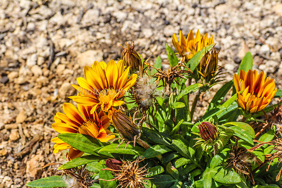 Yellow-Red Gazania 4