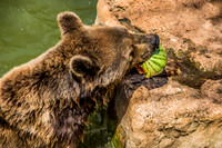 Biblical Bears 180905-7
