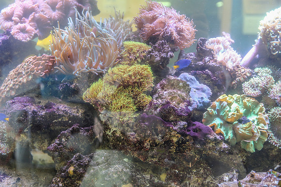 Aquarium 4