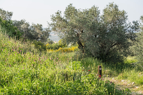 Givat ha Yekavim 14