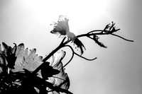 Passionfruit Vine 170414-5