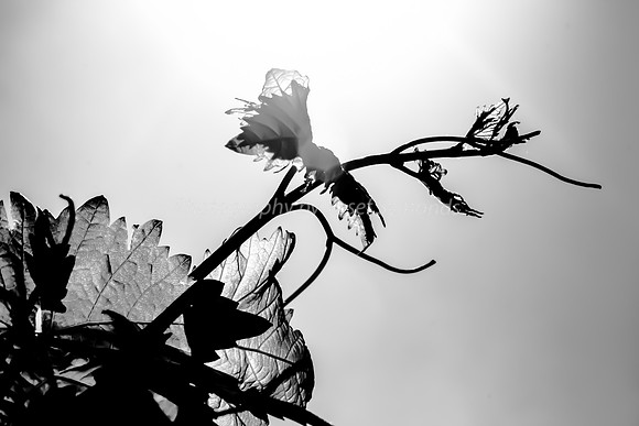 Passionfruit Vine 170414-5