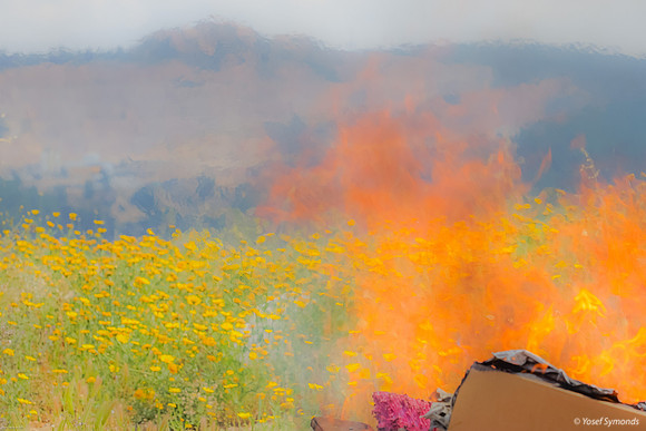 Leaven Going Up in Flames with Daisy Fields and Hills in Background 250411-2