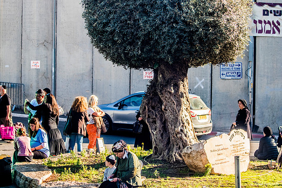 The Olive Tree in Rachel's Tomb Square 221107-2