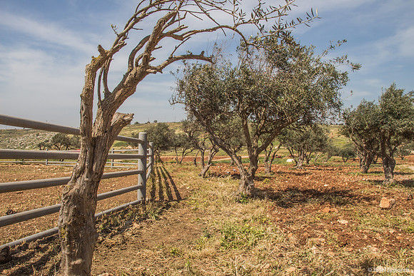 Olive Grove - Givot Olam 3