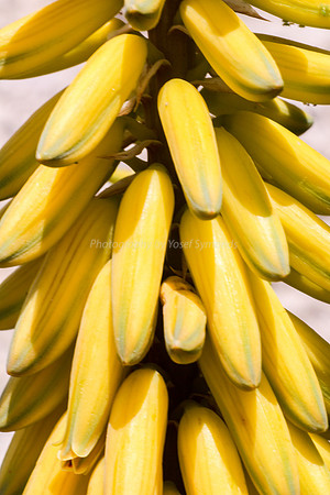 170414-CactusGarden-9999_40-2