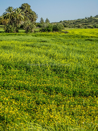 Yellow Flowers in Yarmut Valley 2014-2