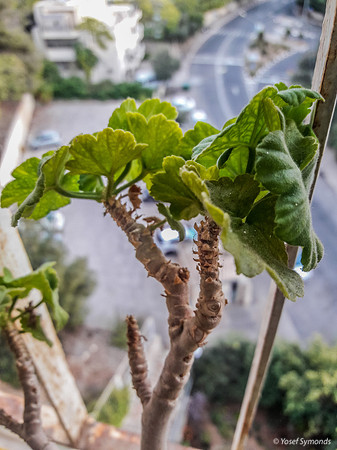 Geranium Above Street
