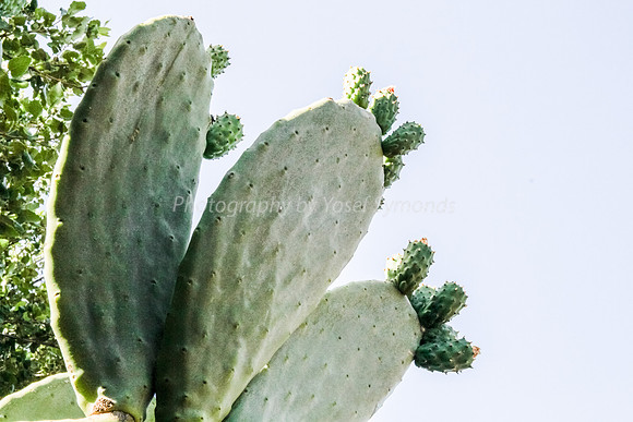 Cactus at Snir Field School 10