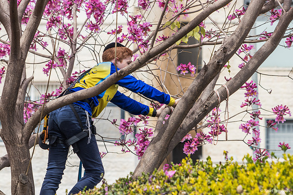 Preparing the Hanging Tree 240326-8