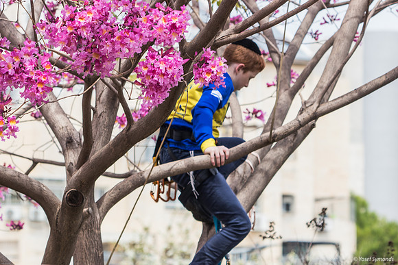 Preparing the Hanging Tree 240326-3