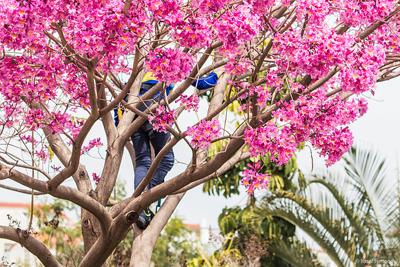 Preparing the Hanging Tree 240326-4