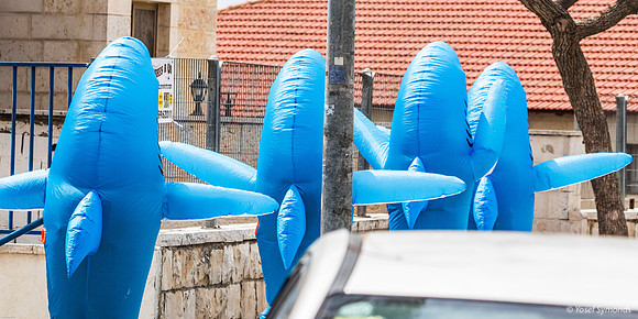 Shark Attack on Purim 240324-6