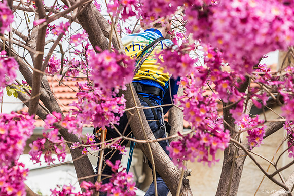 Preparing the Hanging Tree 240326-7