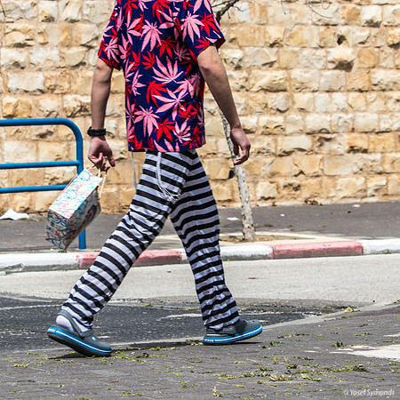 Tropical Purim Zebra 240324-1