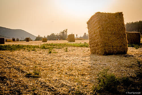 Wheat Harvesting 170721