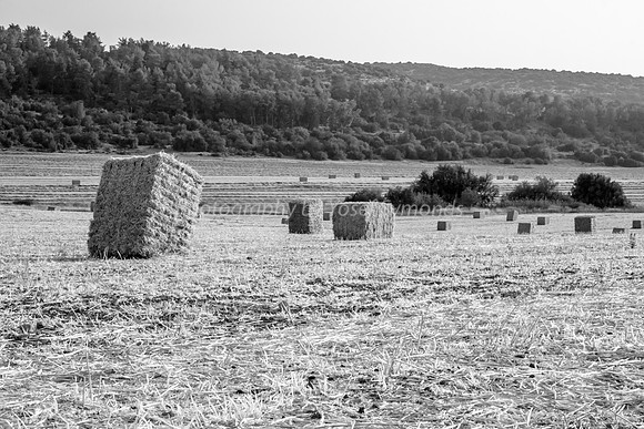 Haystacks in Field Against Sun 170721-5