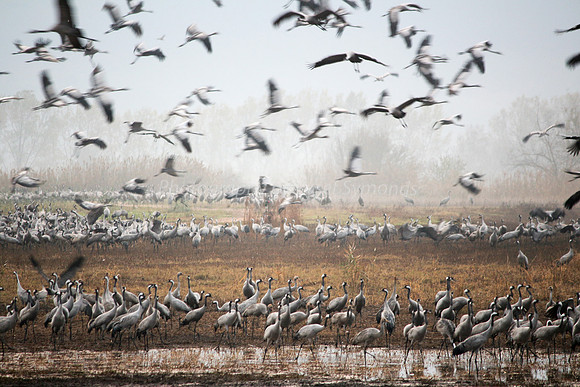 N-Cranes in Hula Swamp 1