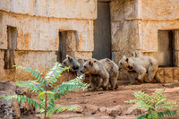 Biblical Bears 180905-2