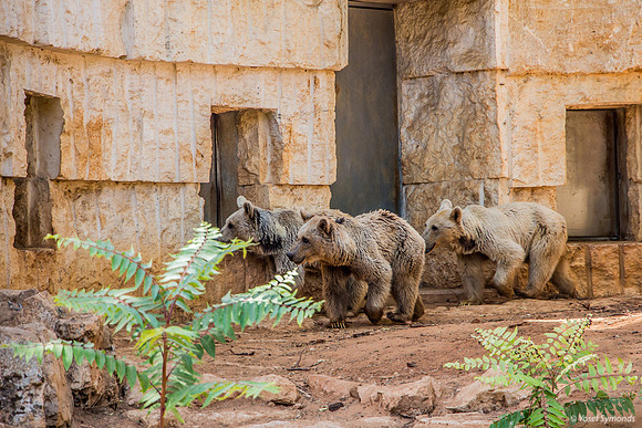 Biblical Bears 180905-2