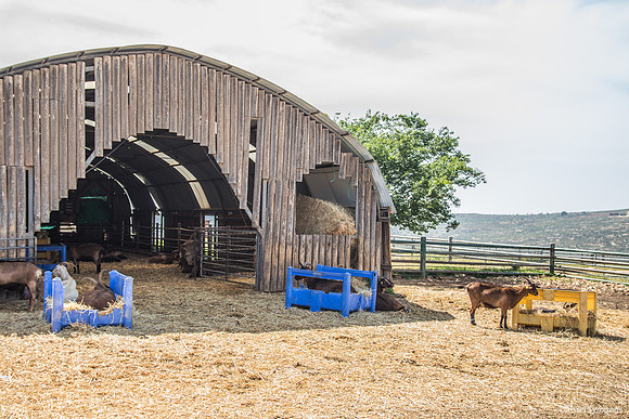 Goat Shed "Hangar" to  Help Fly Through Day