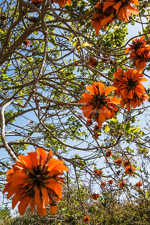 Coral Tree 180316-9