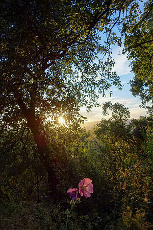 Through the Enchanted Foliage 3