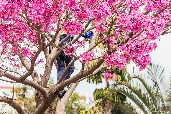 Preparing the Hanging Tree 240326-4