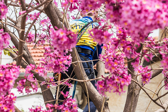 Preparing the Hanging Tree 240326-7
